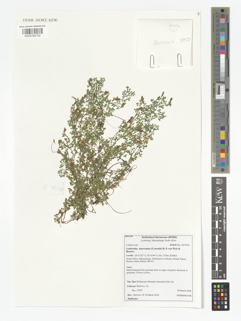 Leobordea mucronata photo 6