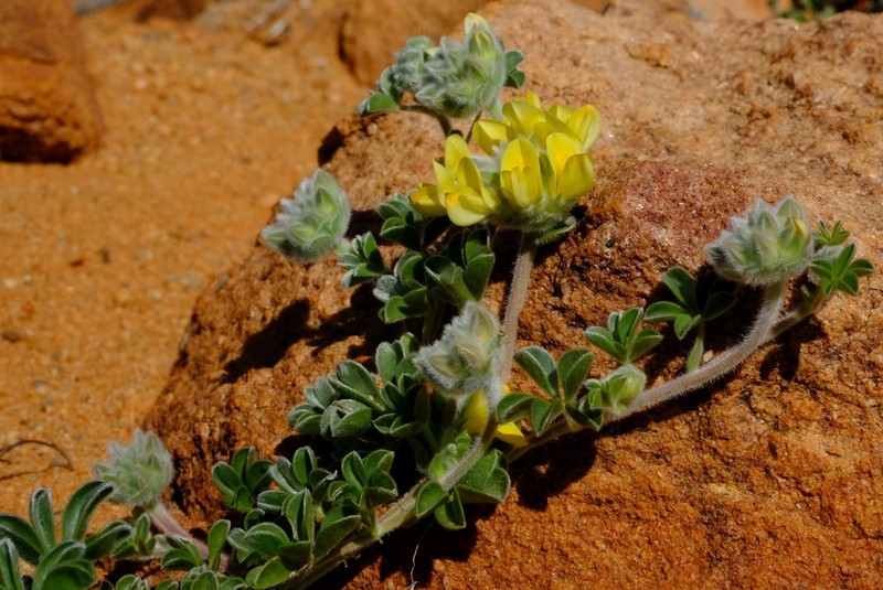 Leobordea oligocephala