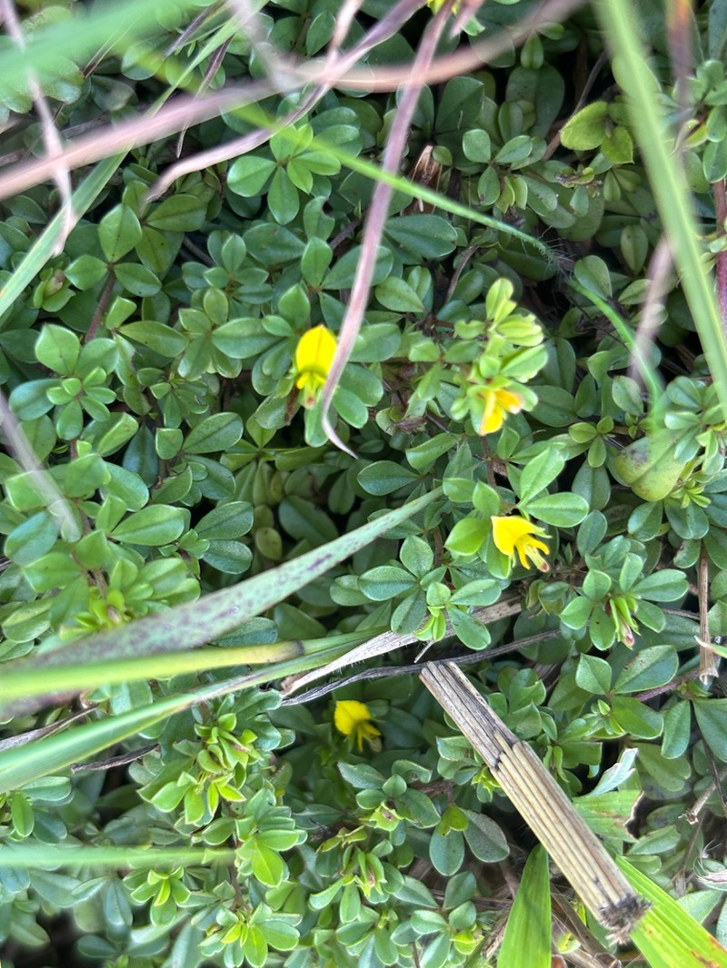 Leobordea pariflora