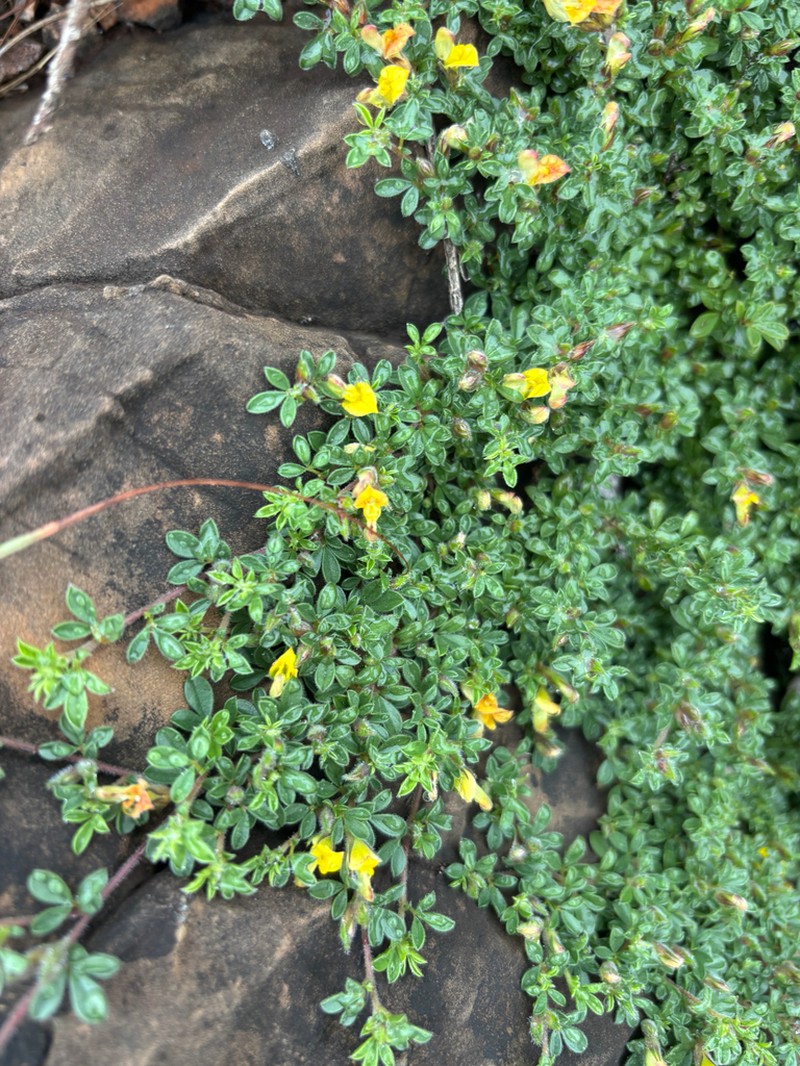 Leobordea pariflora photo 2