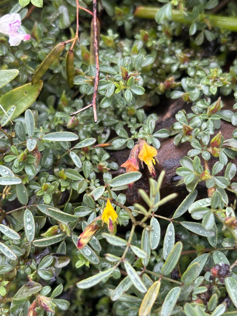 Leobordea pariflora photo 5
