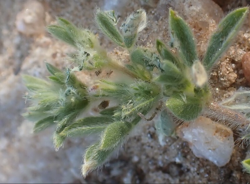 Leobordea platycarpa
