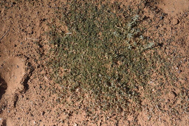 Leobordea platycarpa photo 2