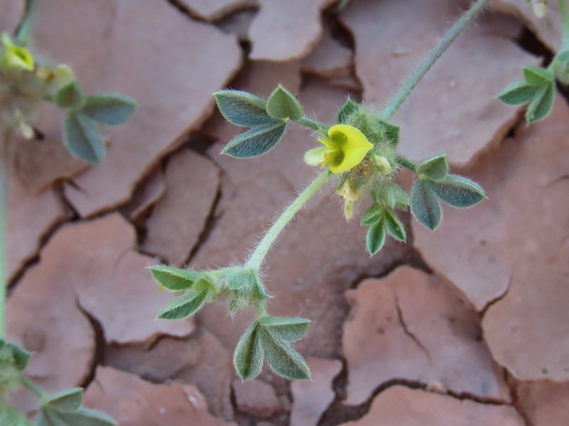 Leobordea platycarpa photo 4