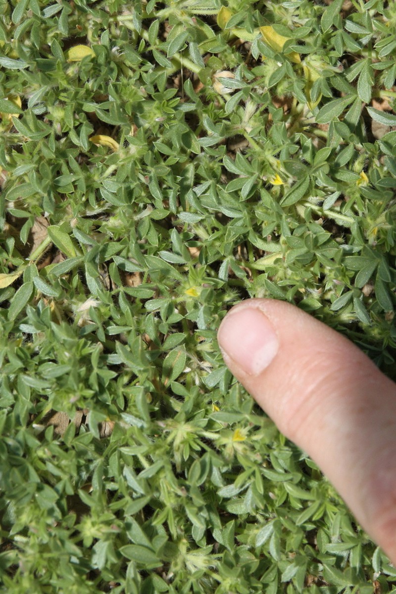 Leobordea platycarpa photo 5