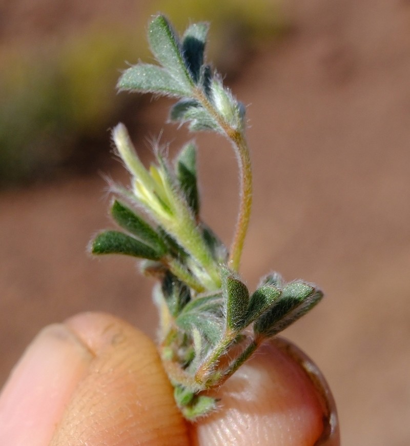 Leobordea platycarpa photo 6