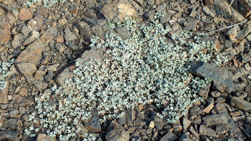 Leobordea platycarpa photo 8