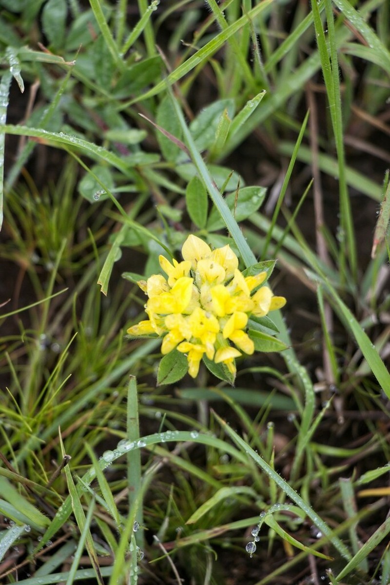 Leobordea pulchra photo 2