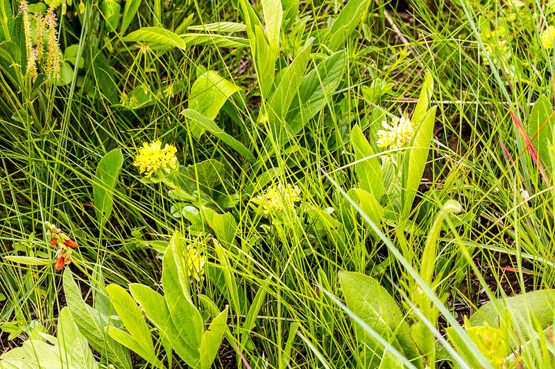 Leobordea pulchra photo 3