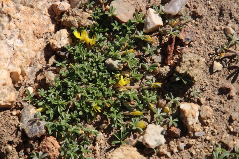 Leobordea quinata