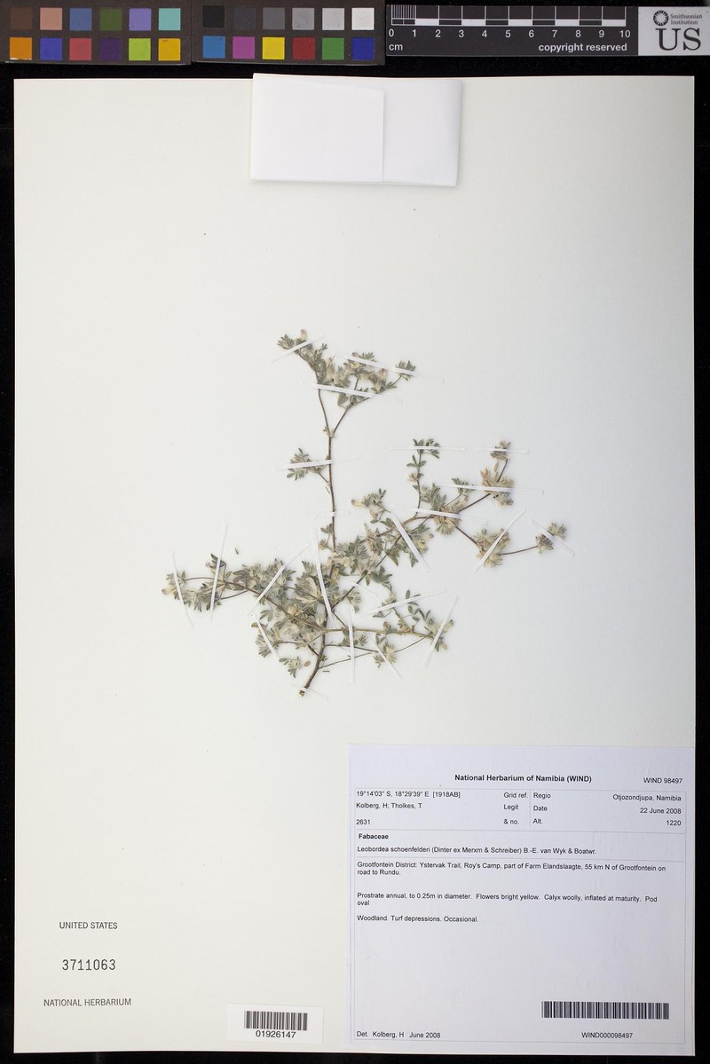 Leobordea schoenfelderi