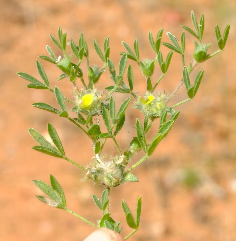 Leobordea stipulosa