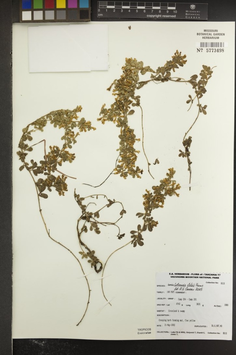 Leobordea stolzii
