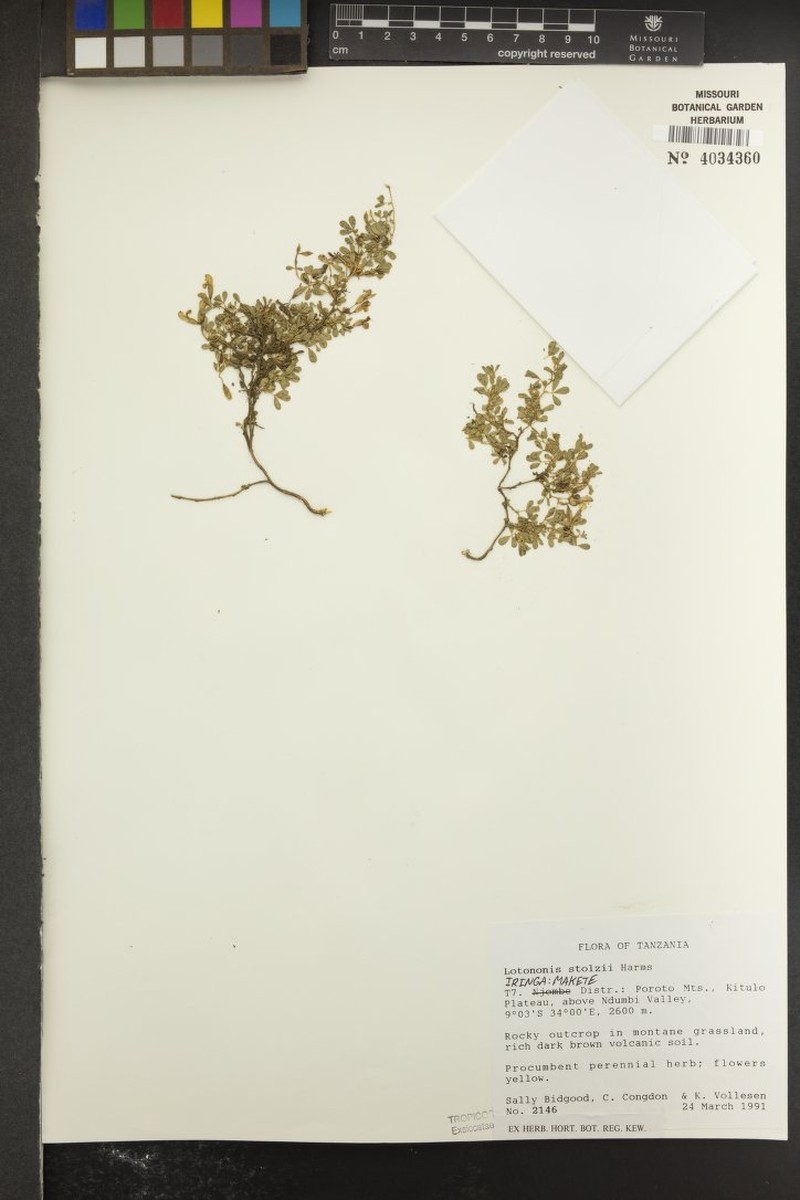 Leobordea stolzii photo 3