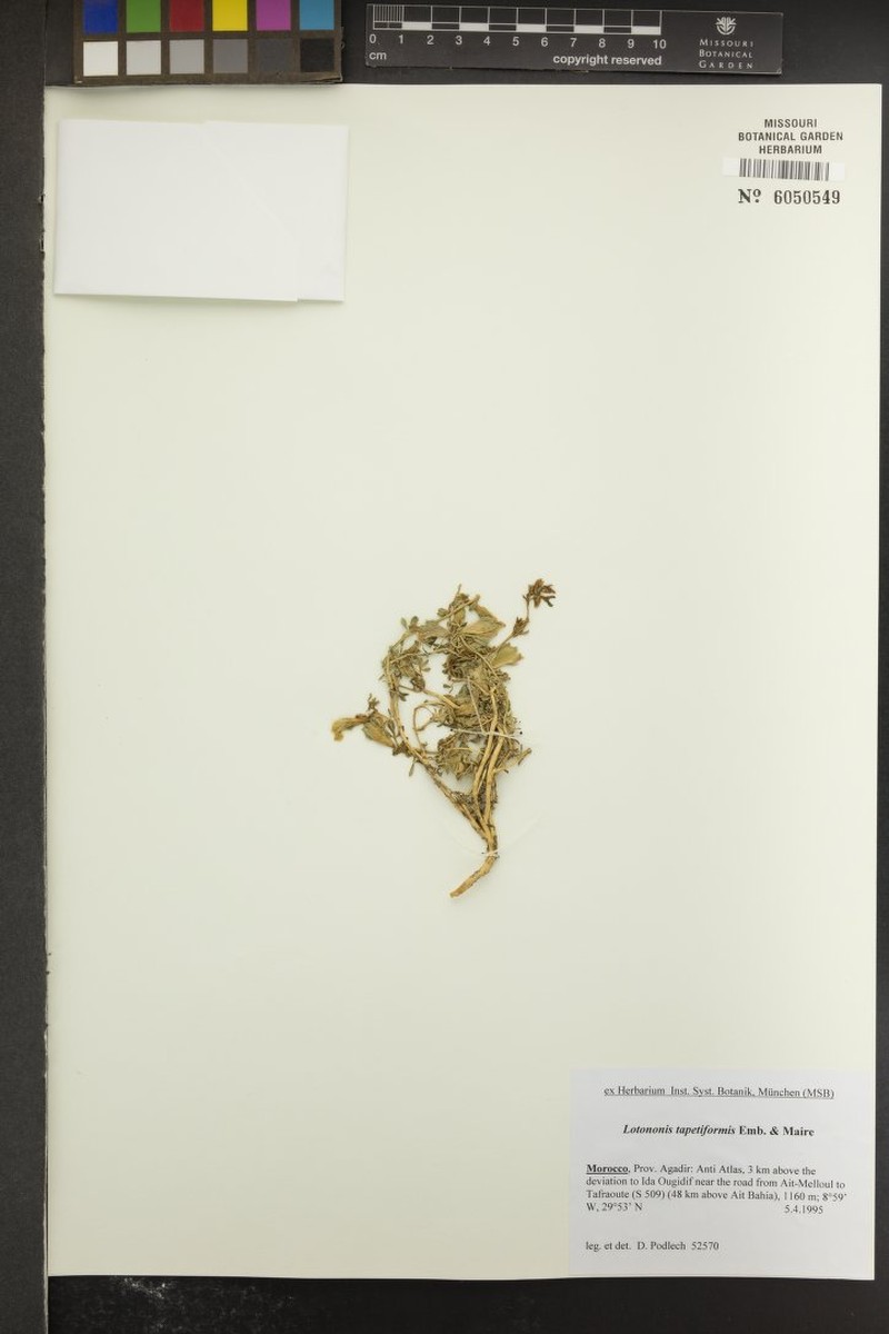 Leobordea tapetiformis