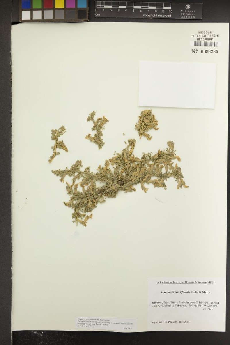 Leobordea tapetiformis photo 2