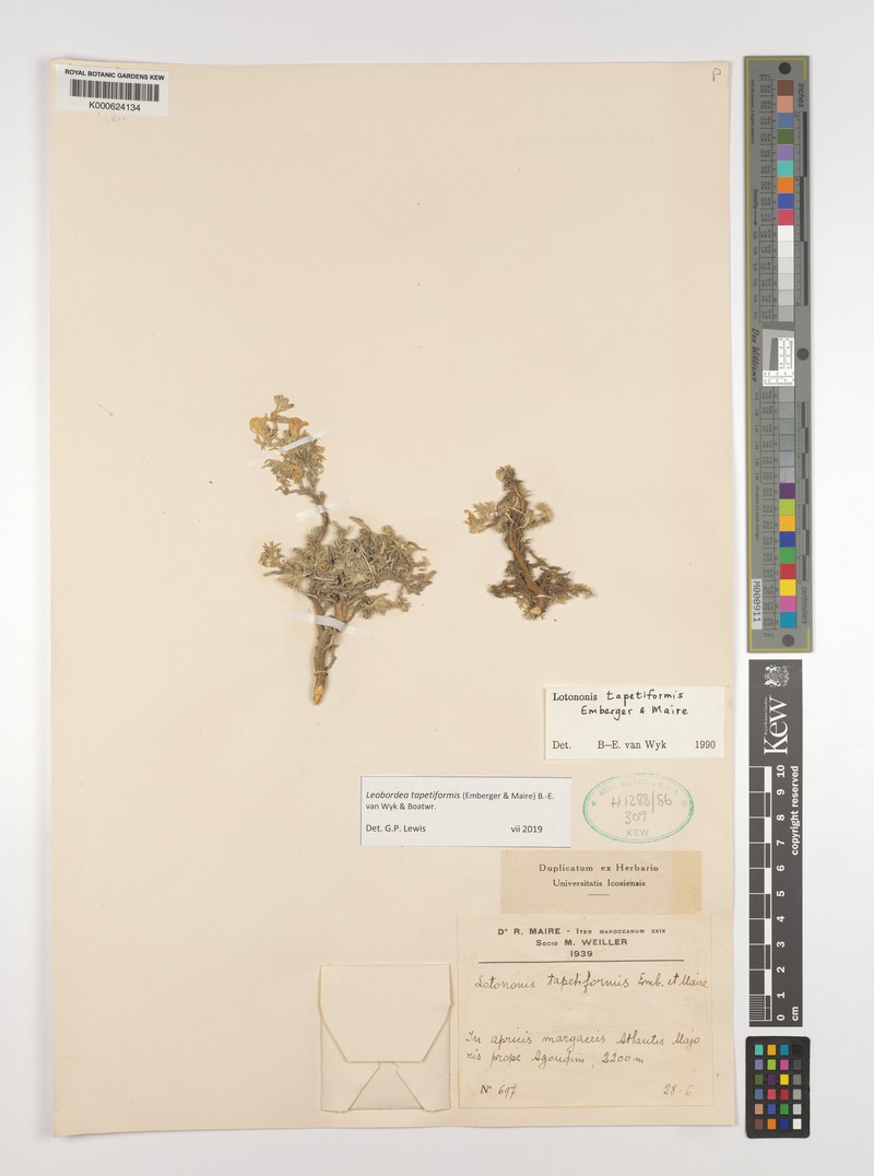 Leobordea tapetiformis photo 3