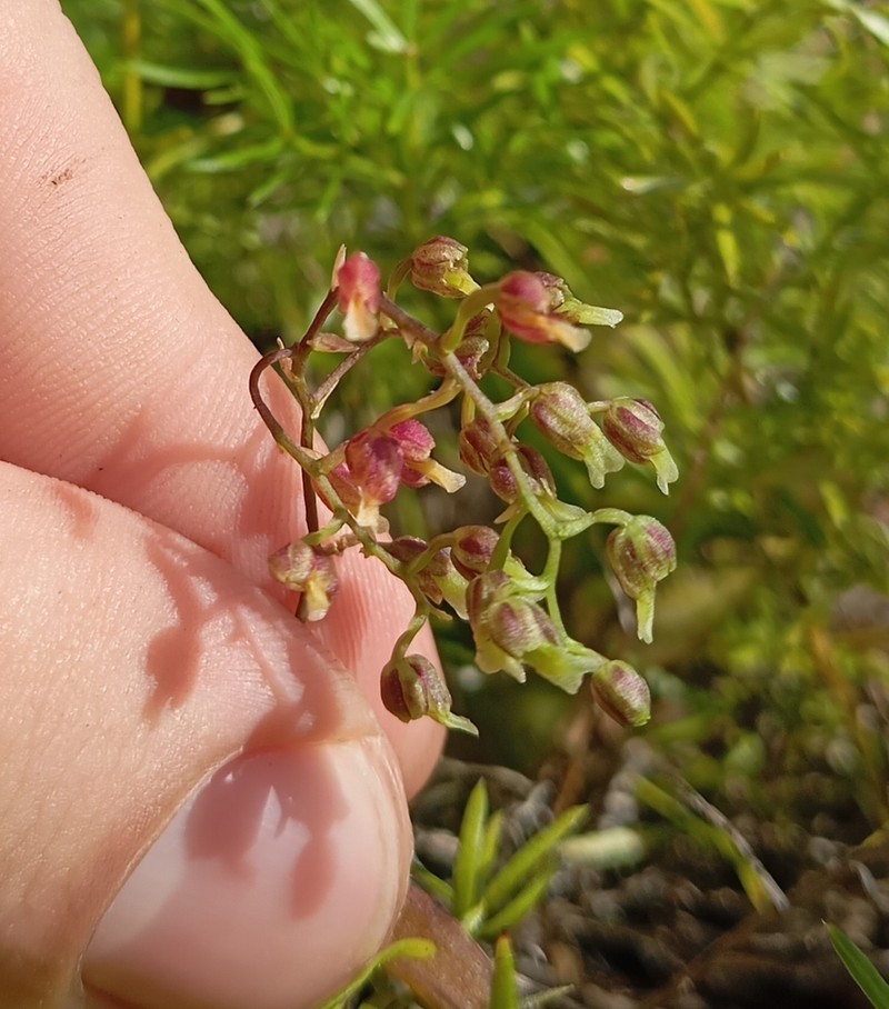 Leochilus candelariae