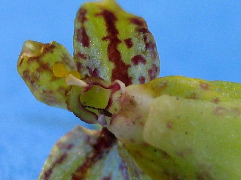 Lipped Orchid