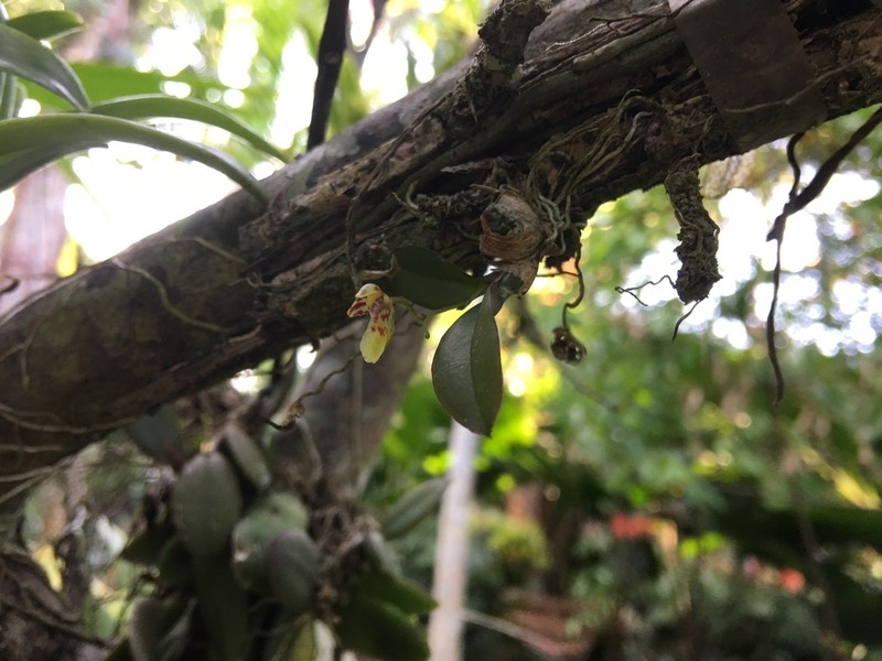 Lipped Orchid photo 2
