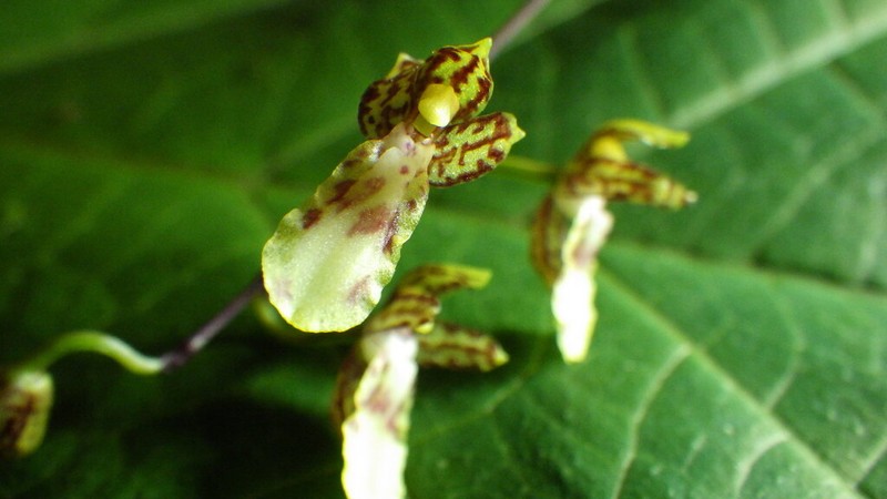 Lipped Orchid photo 3