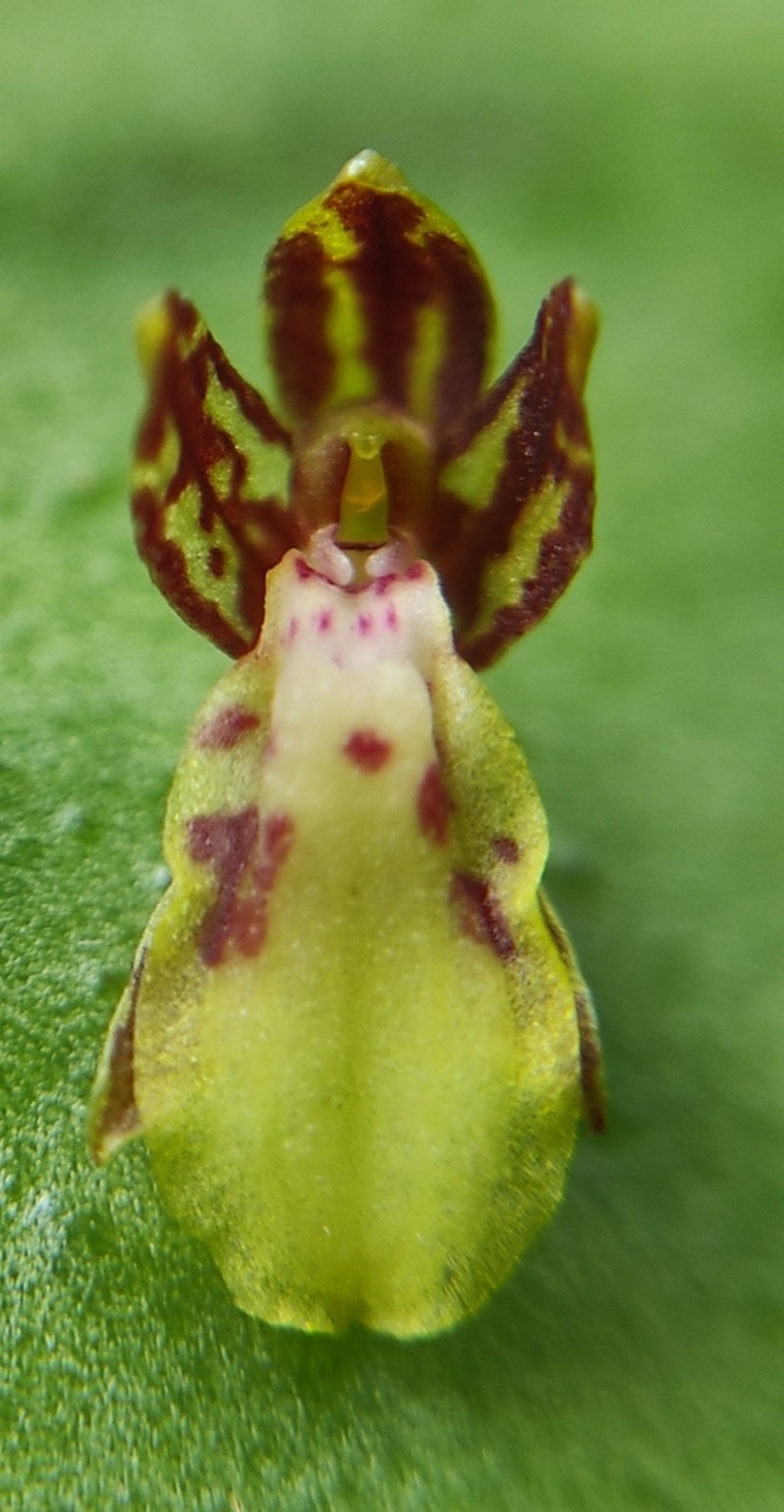 Lipped Orchid photo 4