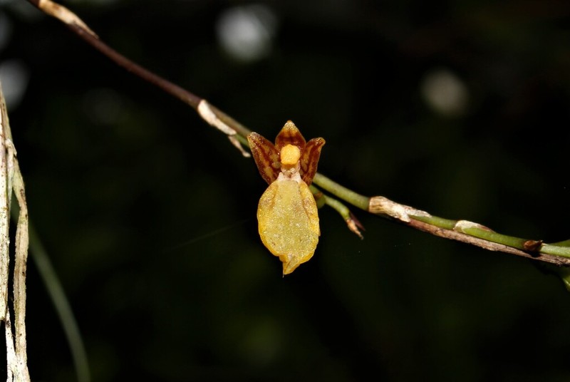 Lipped Orchid photo 5
