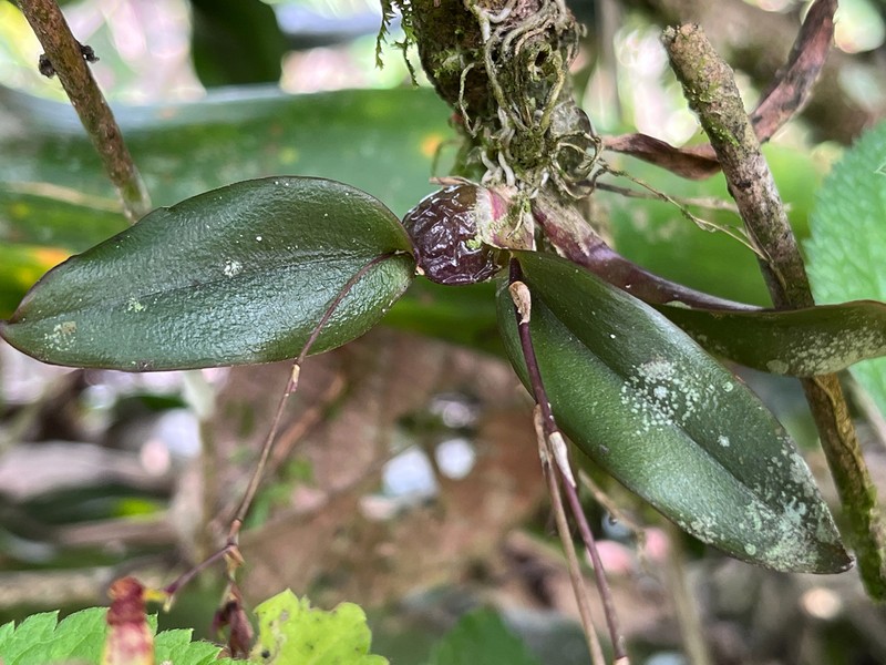 Lipped Orchid photo 6