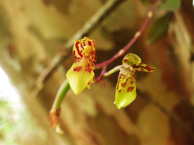 Lipped Orchid photo 7