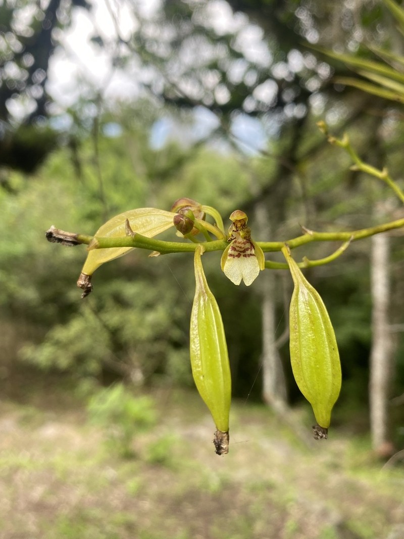 Lipped Orchid photo 8