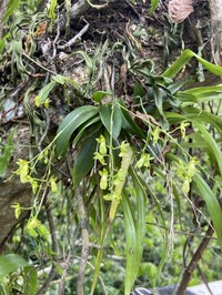 Puerto Rico Smoothlip Orchid