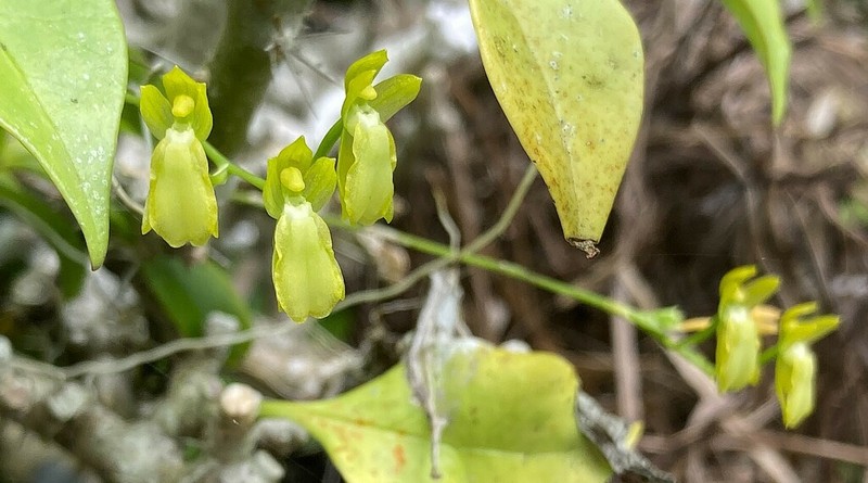 Puerto Rico Smoothlip Orchid photo 2