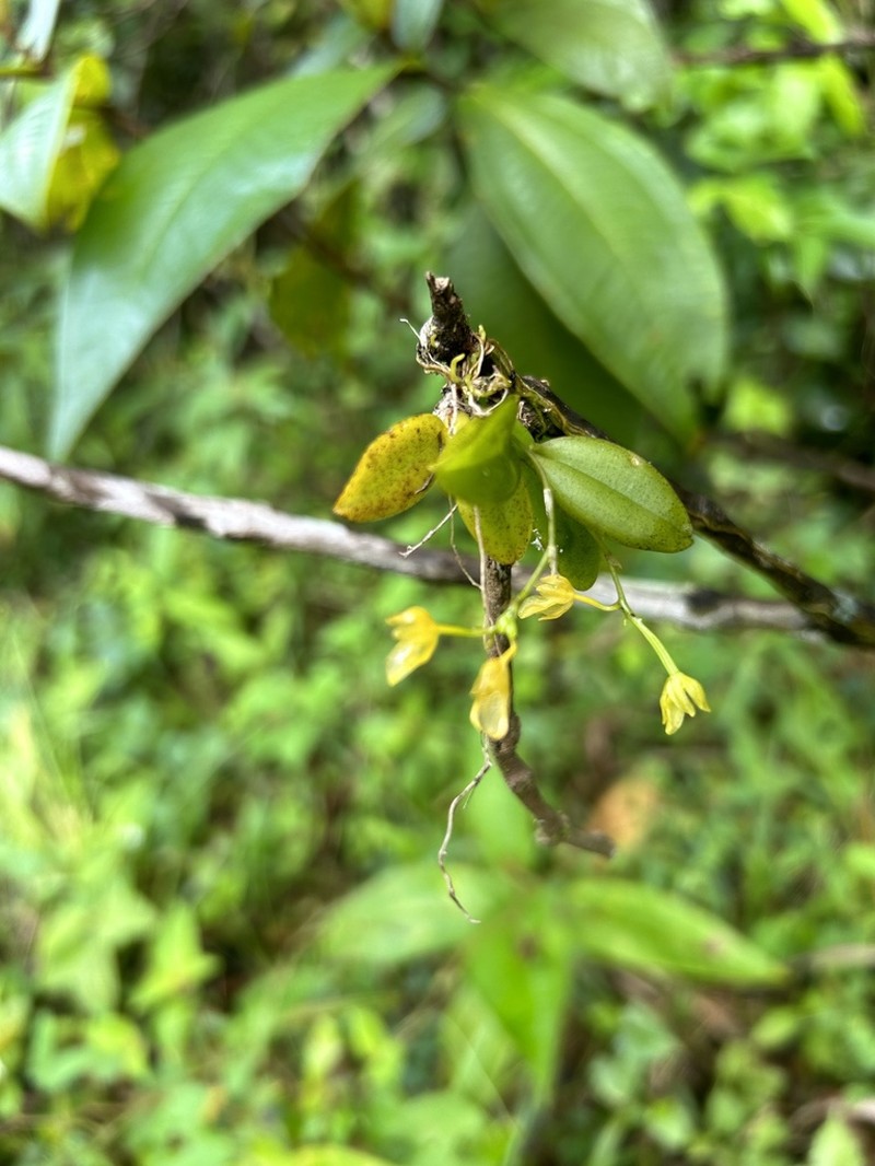 Puerto Rico Smoothlip Orchid photo 3
