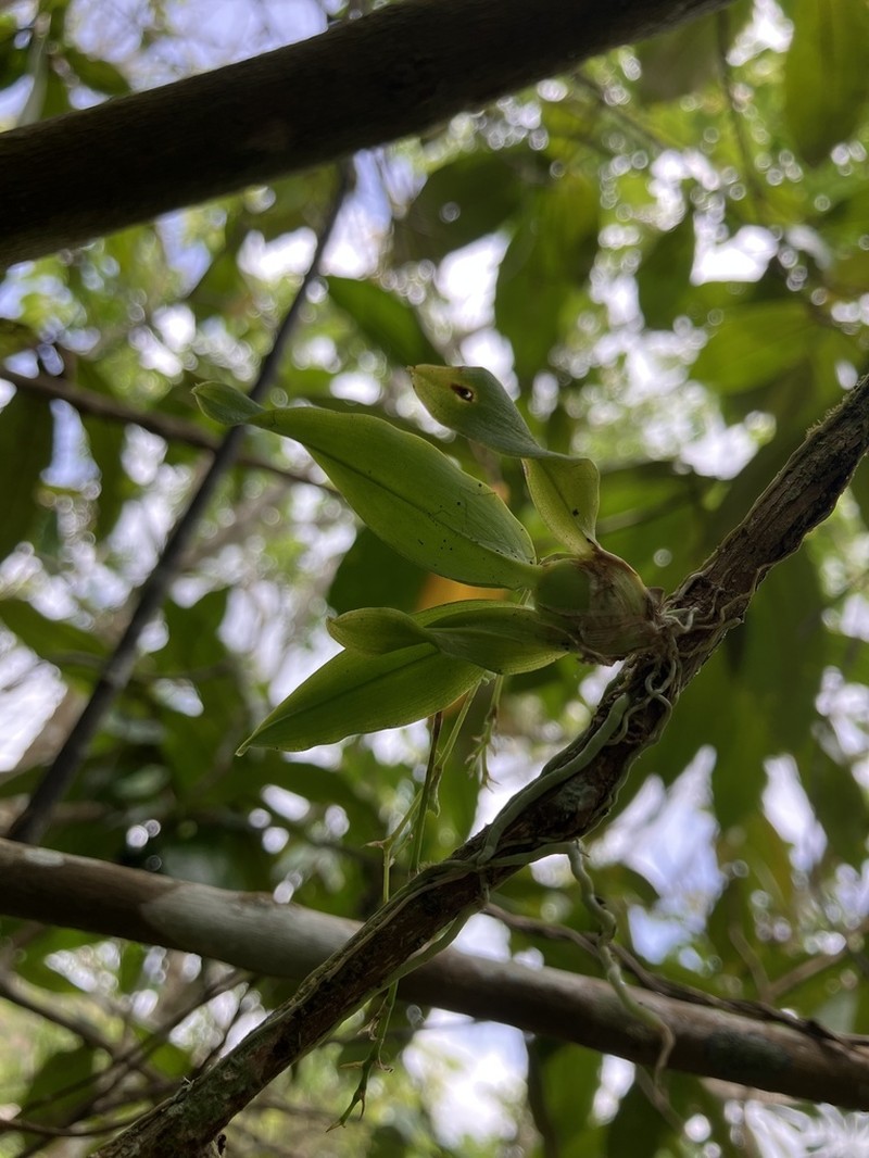 Puerto Rico Smoothlip Orchid photo 4
