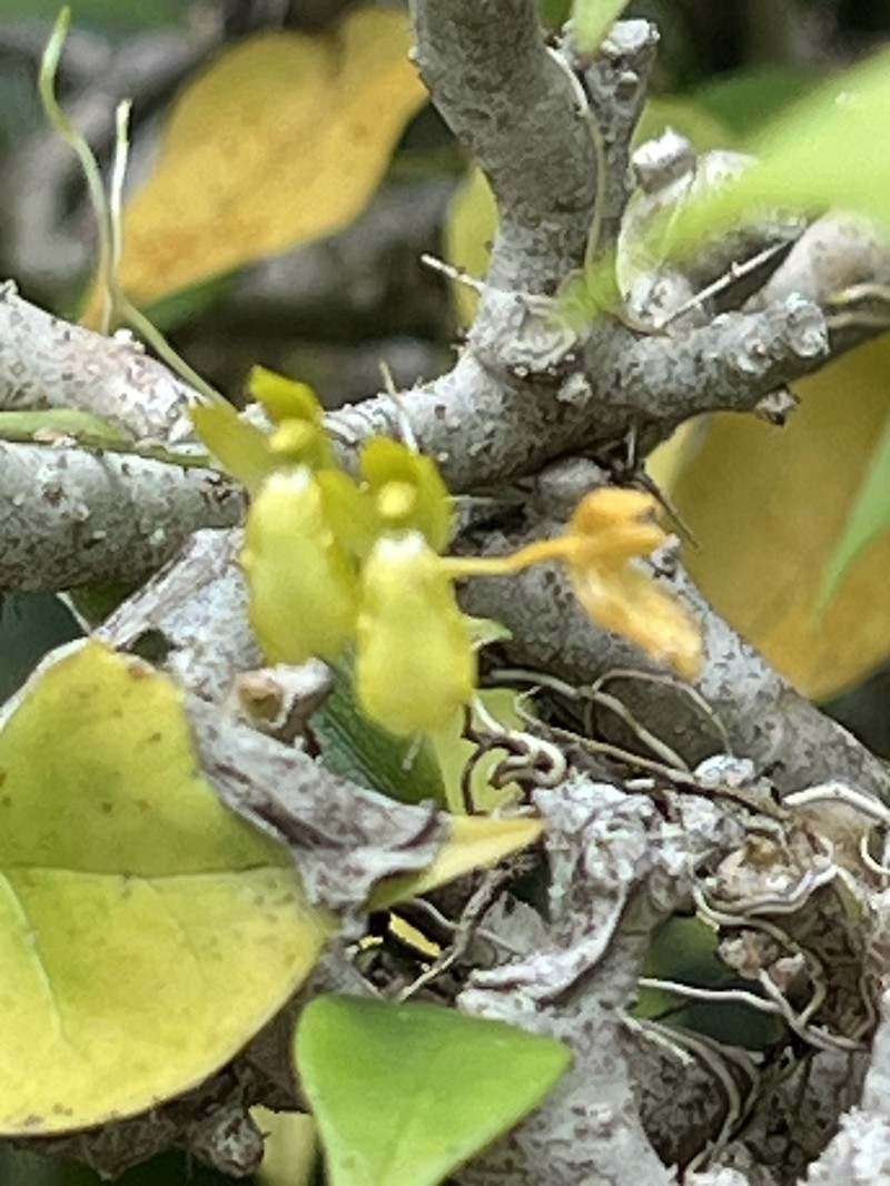 Puerto Rico Smoothlip Orchid photo 5