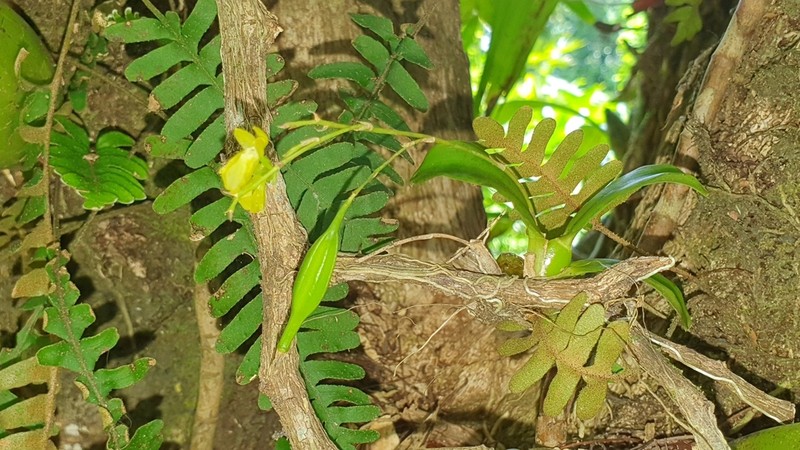 Puerto Rico Smoothlip Orchid photo 6