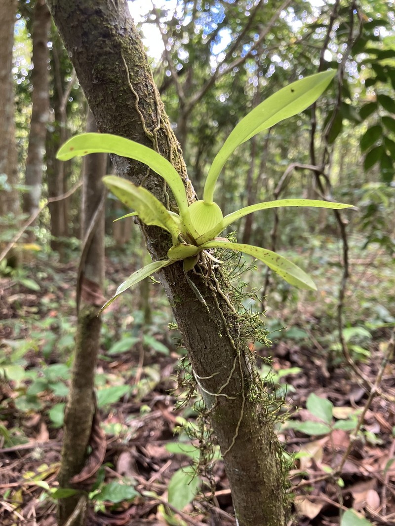Puerto Rico Smoothlip Orchid photo 8