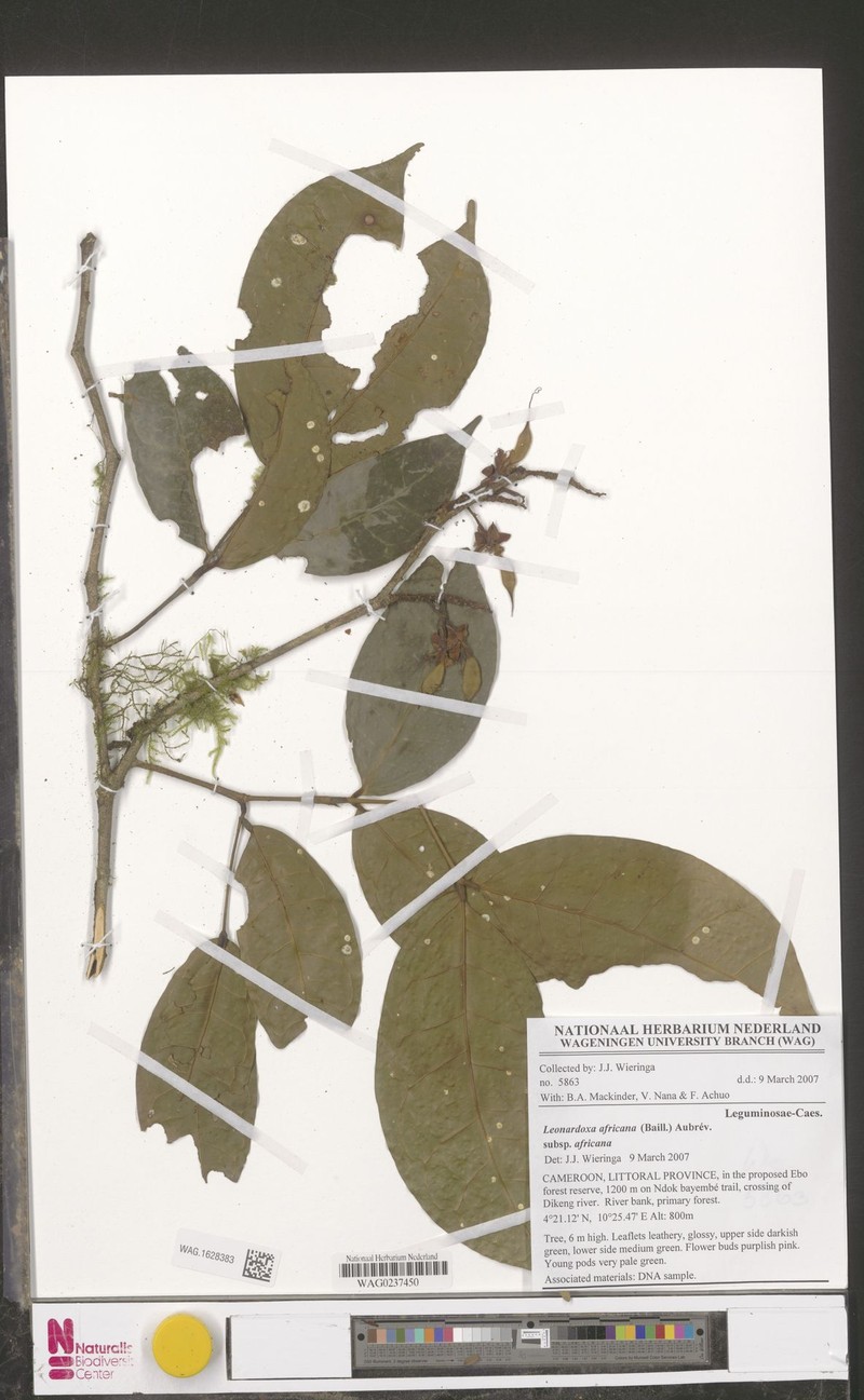 Leonardoxa africana subsp. africana