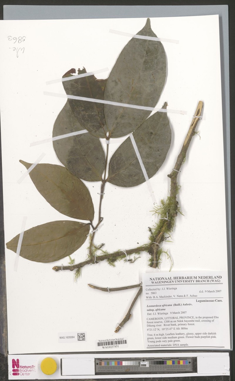 Leonardoxa africana subsp. africana photo 2