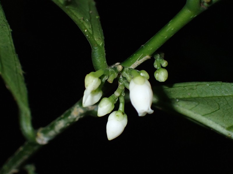 Leonia borealis