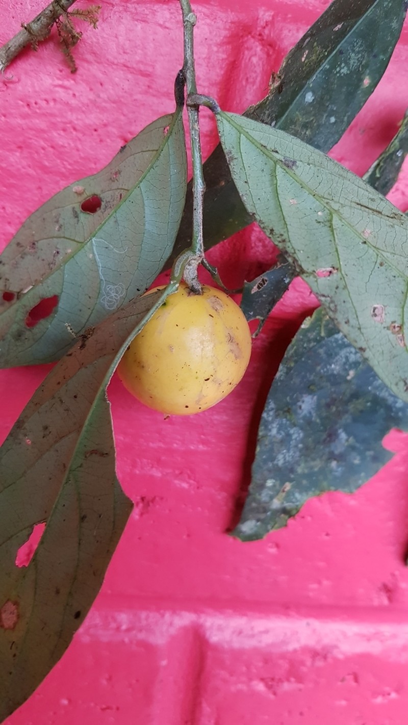 Leonia equatoriensis