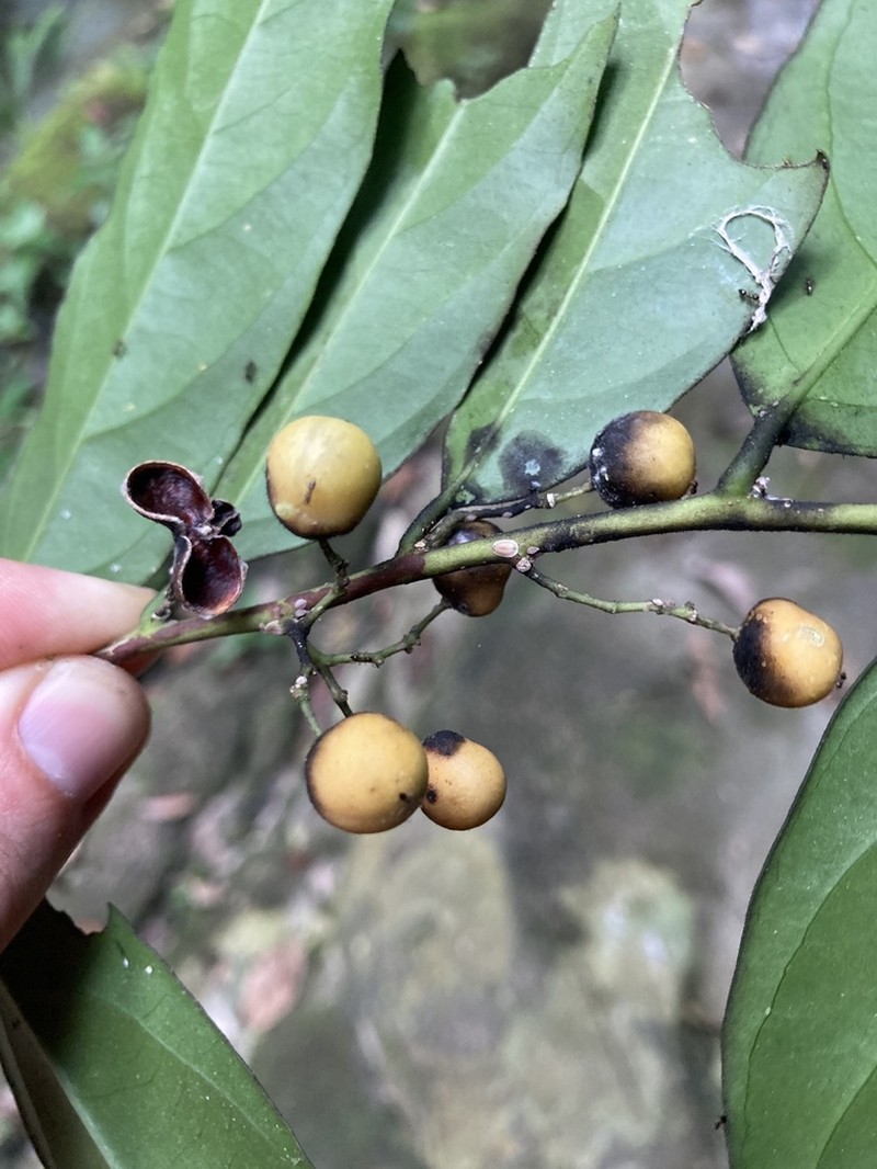 Leonia equatoriensis photo 2