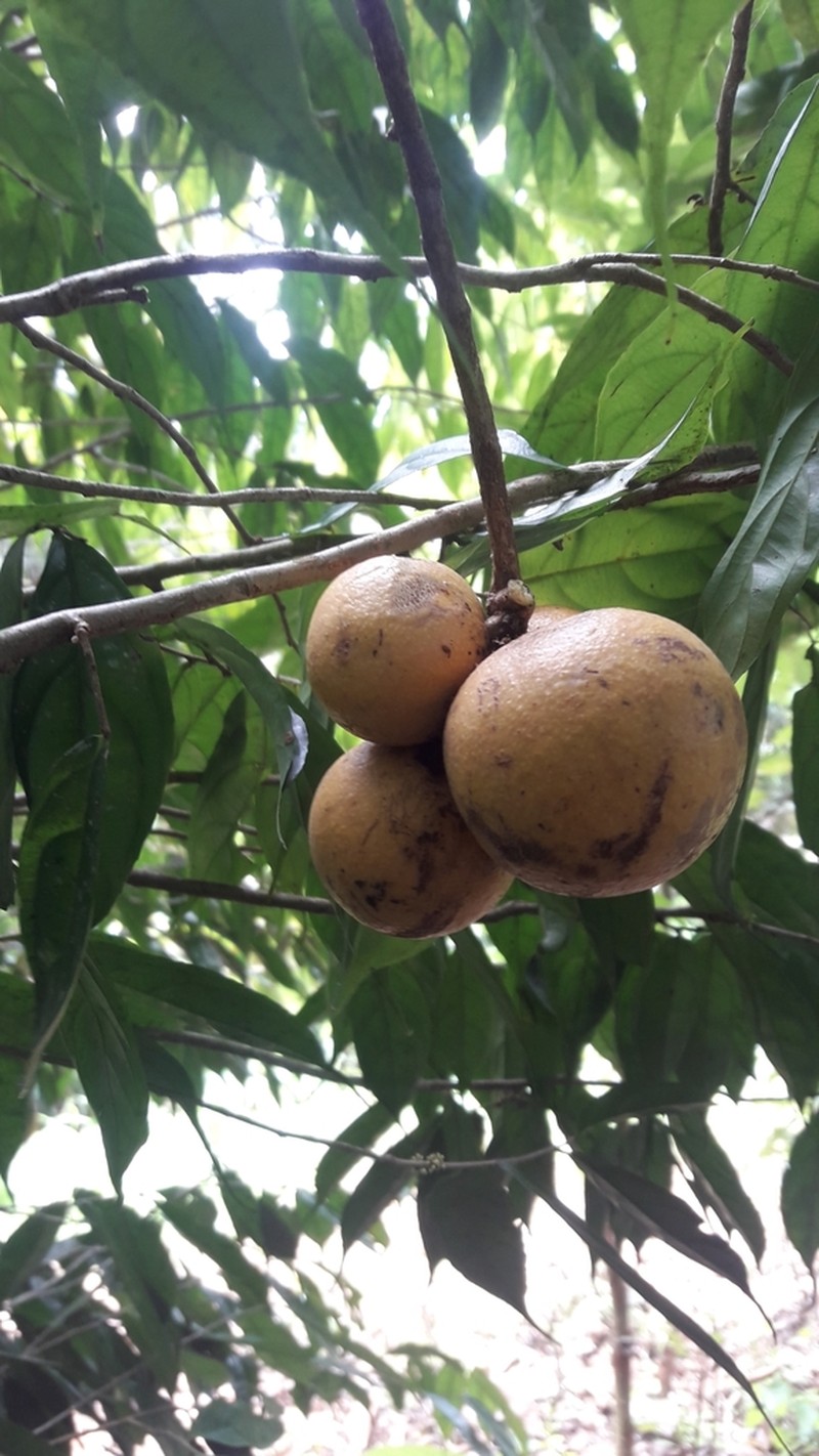 Leonia equatoriensis photo 3