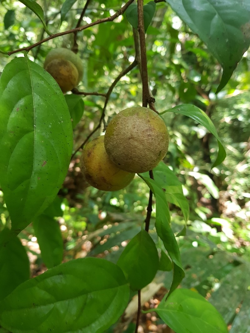Leonia equatoriensis photo 4