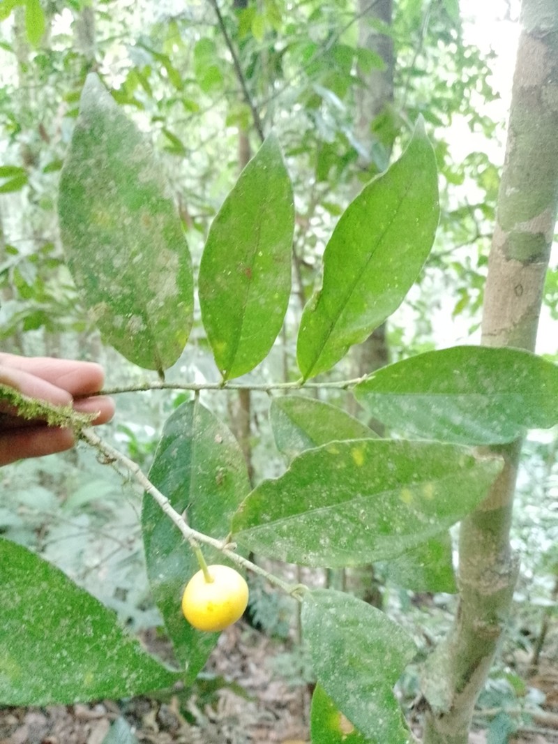 Leonia longifolia