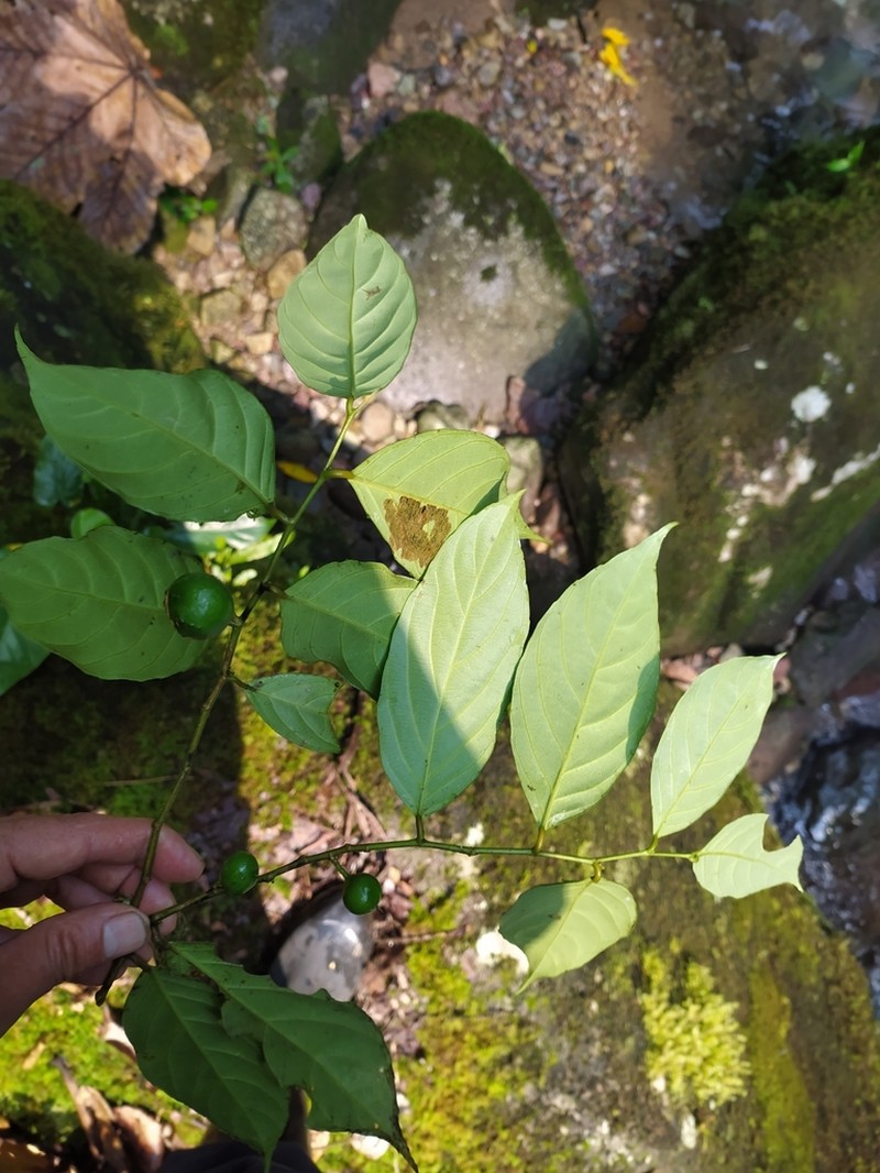 Leonia longifolia photo 2