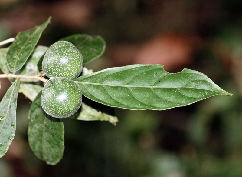 Leonia longifolia photo 3