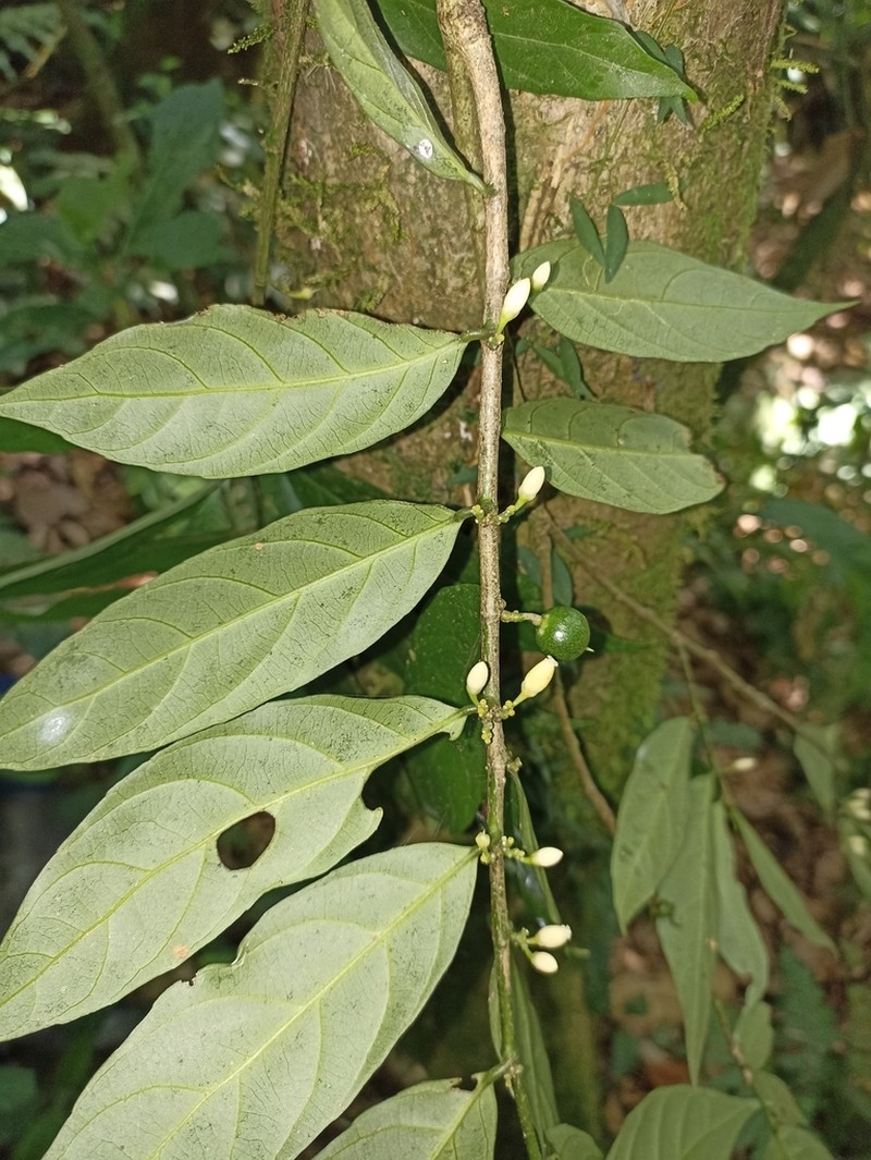 Leonia sphaerocarpa