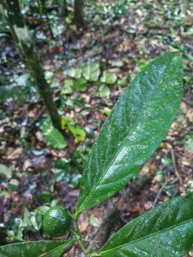 Leonia sphaerocarpa photo 2