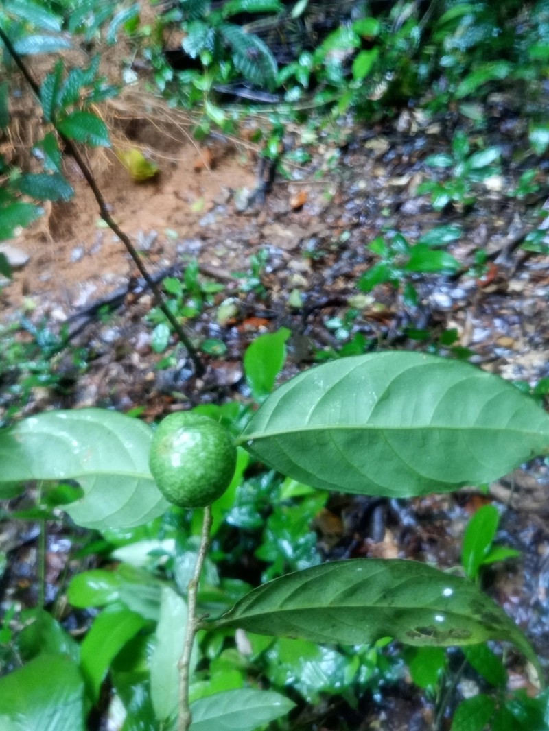 Leonia sphaerocarpa photo 3